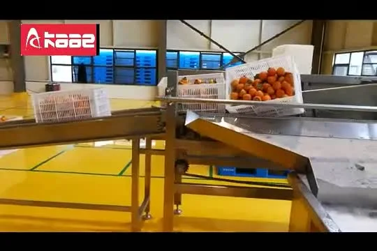 Intelligent Full-Auto Dryer/Drying Persimmon/Dates/Blueberry/Strawberry/Kiwifruit Peeling/Stemming/ Sulfur Smoking/Frost Forming/Sorting Processing Line
